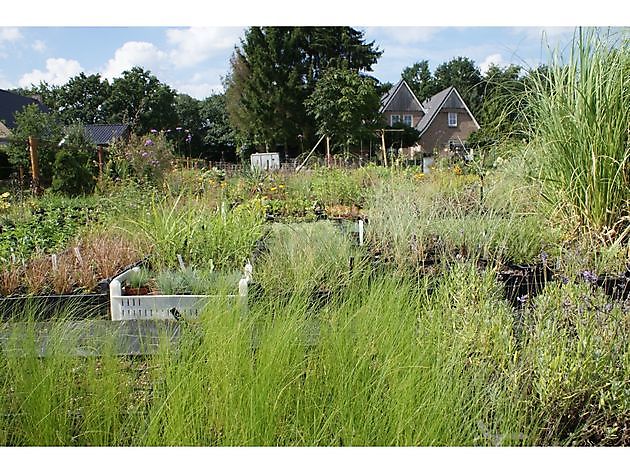 Het Amsterdamscheveld Erica - Het Tuinpad Op / In Nachbars Garten
