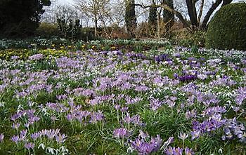 Vriescheloo: Lentekriebels - Het Tuinpad Op / In Nachbars Garten