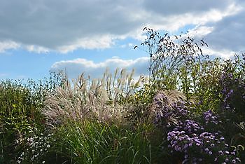 Vriescheloo: Grassendagen - Het Tuinpad Op / In Nachbars Garten