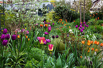 Aurich-Wiesens: Tulpenfeest - Het Tuinpad Op / In Nachbars Garten