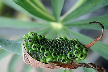 Meeden: Rare-Planten-Dagen - Het Tuinpad Op / In Nachbars Garten