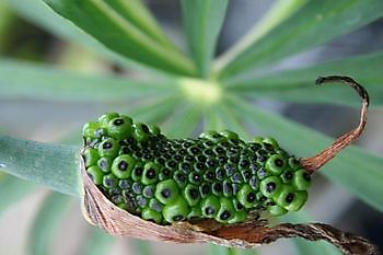 Meeden: Rare-Planten- en Tuinvaren-Dagen - Het Tuinpad Op / In Nachbars Garten