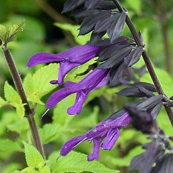 Meeden: Midzomerplantenmarkt / Salvia- en Echinaceadagen - Het Tuinpad Op / In Nachbars Garten