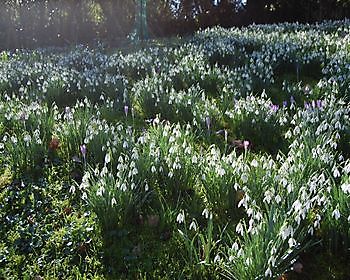 Sneeuwklokjeszondagen Groninger bloembollenroute - Het Tuinpad Op / In Nachbars Garten