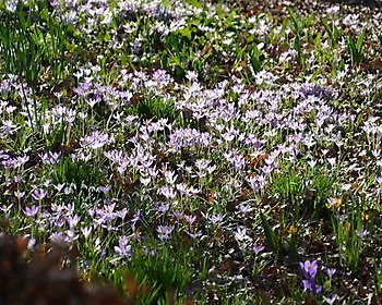 Krokuszondag Groninger bloembollenroute - Het Tuinpad Op / In Nachbars Garten