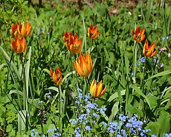 Groninger bloembollenroute - Het Tuinpad Op / In Nachbars Garten