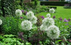 Midden-Groningen Open Tuinen Estafette Groei & Bloei - Het Tuinpad Op / In Nachbars Garten