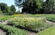 Groningen Open Tuinen Estafette Groei & Bloei - Het Tuinpad Op / In Nachbars Garten