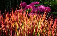 Appingedam/Delfzijl Open Tuinen Estafette Groei & Bloei - Het Tuinpad Op / In Nachbars Garten