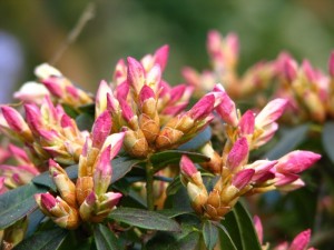 Geuren en Kleurendagen 2024 - Het Tuinpad Op / In Nachbars Garten