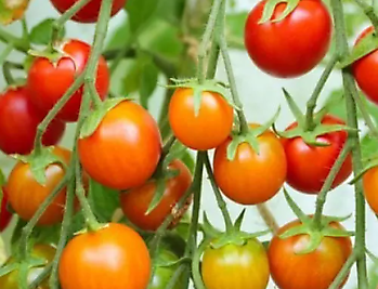 Oldenburg: 3. Tomatenfestival im Küchengarten - Het Tuinpad Op / In Nachbars Garten