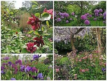 Bockhorn/Ellenserdamm: Wunderschöner Mai - Het Tuinpad Op / In Nachbars Garten