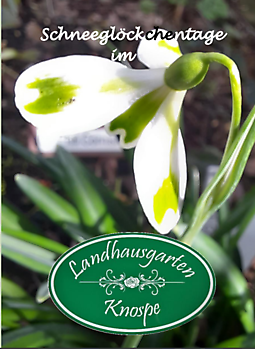 Aurich-Wiesens: sneeuwklokjesdagen bij Knospe - Het Tuinpad Op / In Nachbars Garten