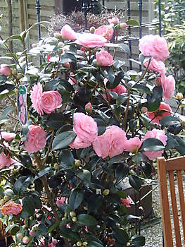 Aurich-Wiesens: Camelia's en tulpen bij Knospe - Het Tuinpad Op / In Nachbars Garten