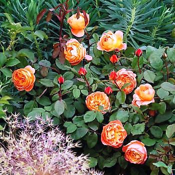 Aurich-Wiesens: rozendagen bij Knospe - Het Tuinpad Op / In Nachbars Garten