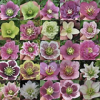 Bockhorn-Ellenserdamm, Friedeburg-Heselerfeld: Bloeiende Helleborussen - Het Tuinpad Op / In Nachbars Garten