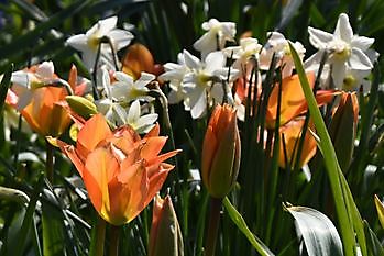 Lentetuinenmarathon 2025 - Het Tuinpad Op / In Nachbars Garten