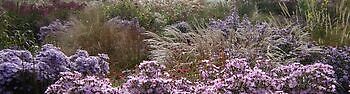 Herfsttuinenmarathon 2025 - Het Tuinpad Op / In Nachbars Garten