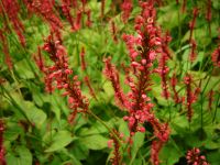 Velt-ecotuindagen - Het Tuinpad Op / In Nachbars Garten