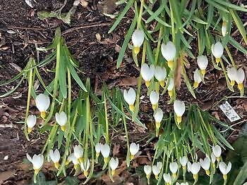 Aurich-Wiesens: sneeuwklokjesdagen - Het Tuinpad Op / In Nachbars Garten