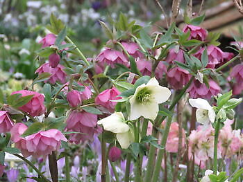Helleborus-Blüte im Landidyll - Het Tuinpad Op / In Nachbars Garten