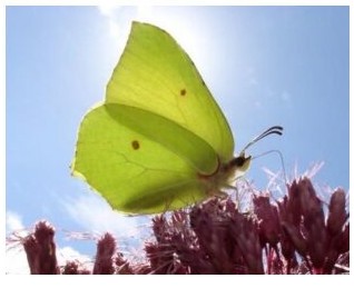 Varel-Altjührden: Gartentraum in Altjührden - Het Tuinpad Op / In Nachbars Garten