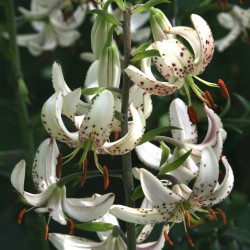 Aurich-Wiesens: Rozen, Cornus en Martgaonlelies - Het Tuinpad Op / In Nachbars Garten