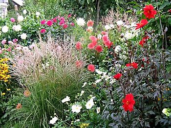 Aurich-Wiesens: late zomerbloei, dahlia's - Het Tuinpad Op / In Nachbars Garten