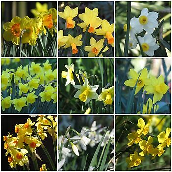Friedeburg-Heselerfeld: Frühling im Landidyll - Het Tuinpad Op / In Nachbars Garten