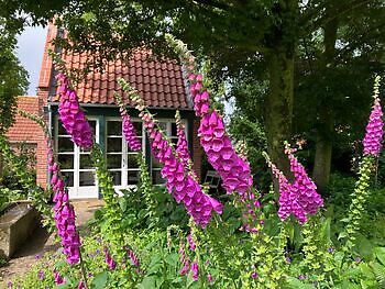 Dornum-Nesse: Konzert und Steinhausspaziergang - Het Tuinpad Op / In Nachbars Garten