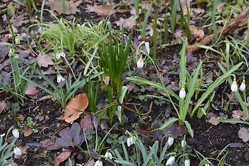 Sneeuwklokjeszondag - Het Tuinpad Op / In Nachbars Garten