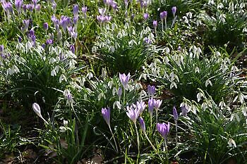 Sneeuwklokjes- en krokuszondag - Het Tuinpad Op / In Nachbars Garten