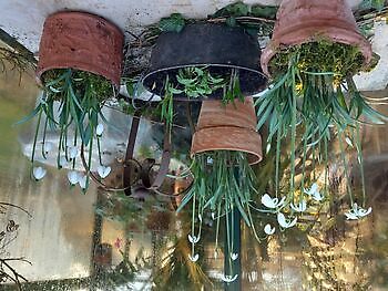 Schneeglöckchentage - Het Tuinpad Op / In Nachbars Garten