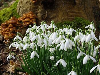 Drie open sneeuwklokjeszondagen - Het Tuinpad Op / In Nachbars Garten