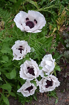 Aurich-Wiesens: Frühsommerblüte - Het Tuinpad Op / In Nachbars Garten