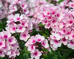 Aurich-Wiesens: Phlox, midzomer, vaste planten - Het Tuinpad Op / In Nachbars Garten