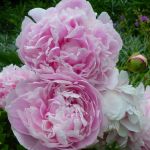 Großefehn: Offener Garten am Pfingstsonntag - Het Tuinpad Op / In Nachbars Garten