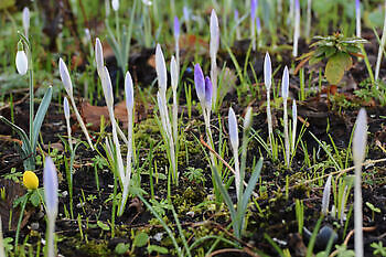 Stinzenplantenrondwandeling in Domies Toen - Het Tuinpad Op / In Nachbars Garten