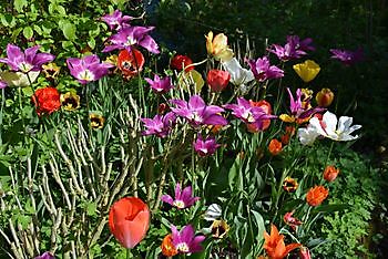  - Het Tuinpad Op / In Nachbars Garten