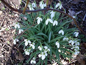 Bericht des NDR über die Schneeglöckchenroute - Het Tuinpad Op / In Nachbars Garten