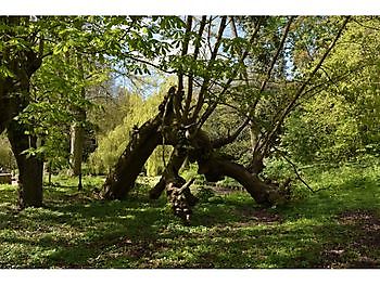 Groninger Groen Erfgoedcafé - Het Tuinpad Op / In Nachbars Garten