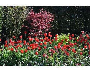  - Het Tuinpad Op / In Nachbars Garten