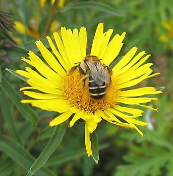 "Wildbienen und Wespen im Park der Gärten" - Het Tuinpad Op / In Nachbars Garten