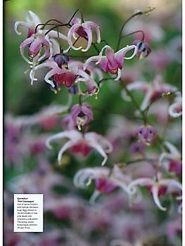 Epimediums - Het Tuinpad Op / In Nachbars Garten