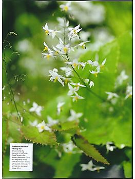 Epimediums - Het Tuinpad Op / In Nachbars Garten