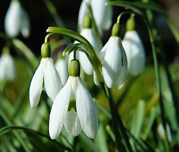 Mit dem "Schneeglöckchen-Virus" infiziert - Het Tuinpad Op / In Nachbars Garten