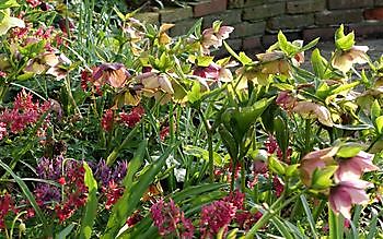 We gaan weer open - Het Tuinpad Op / In Nachbars Garten