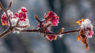 "Der Winter ist ein rechter Mann..." - Het Tuinpad Op / In Nachbars Garten