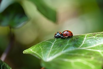  - Het Tuinpad Op / In Nachbars Garten