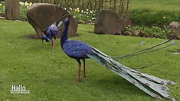 Die offene Gartengemeinschaft - Het Tuinpad Op / In Nachbars Garten